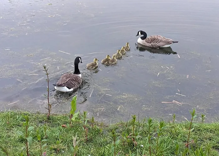 Gosling Lodge