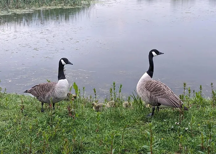 Gosling Lodge