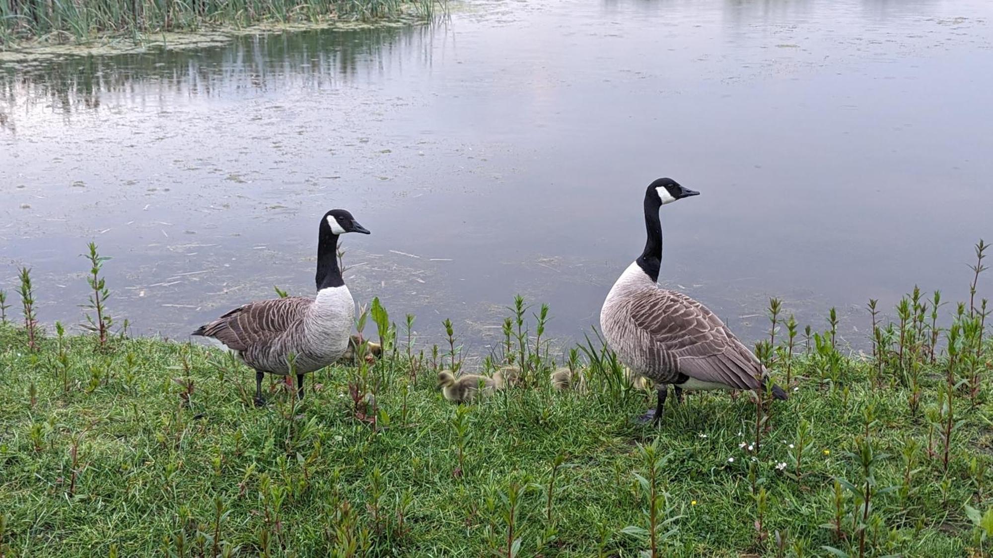 Gosling * Durham